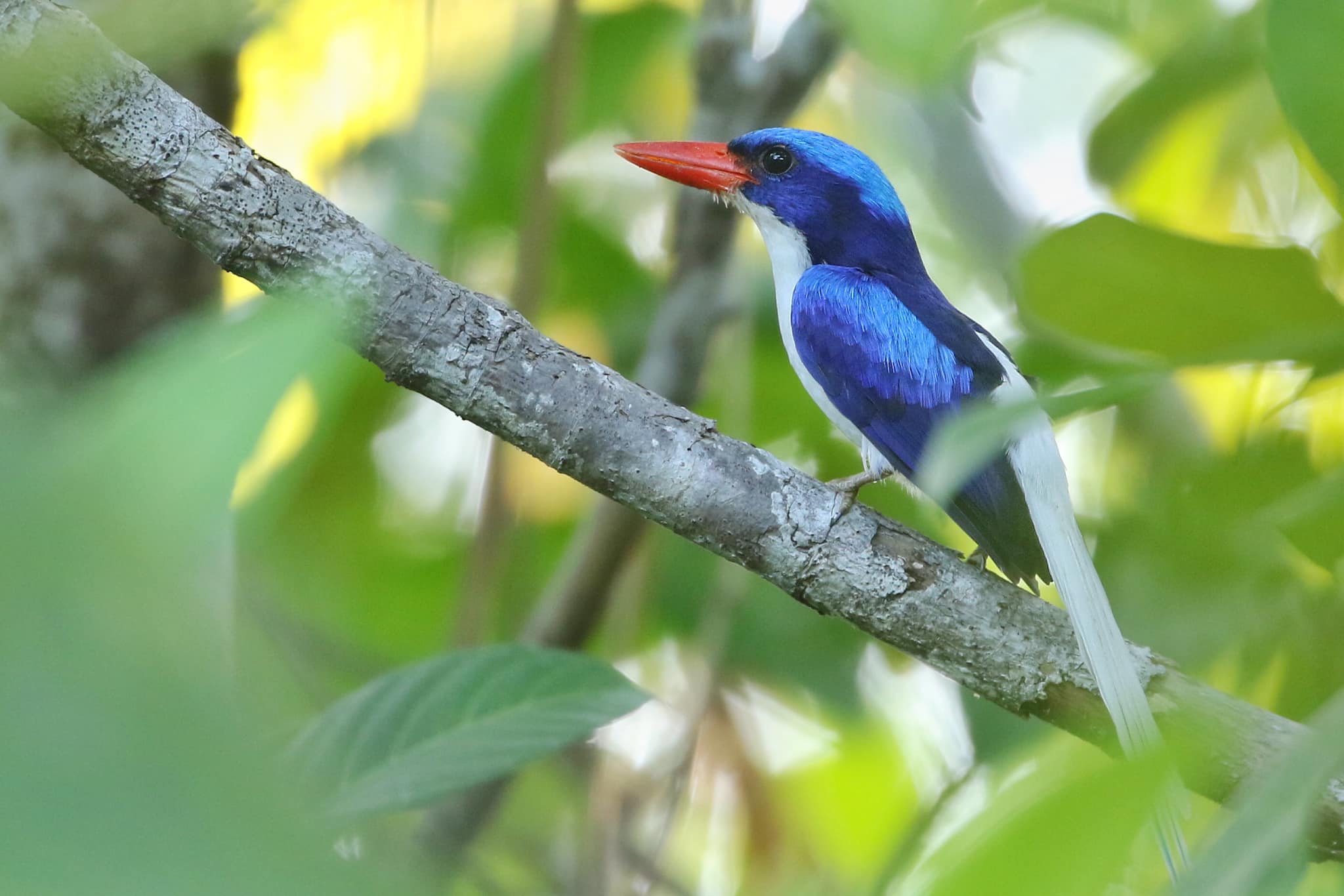 5 days | 4 Nights Biak Birds Photography
