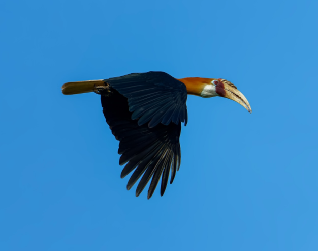 Papua Birds-Hornbills